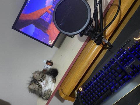 Chinchilla 7 aylık