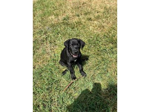 Siyah cane corso erkek 3 aylık