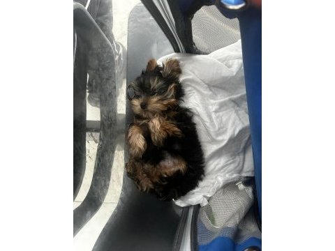Teacup yorkshire terrier dişi