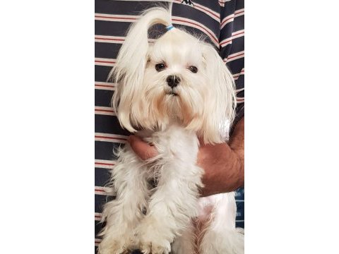 Orjinal kore maltese yavrularımız