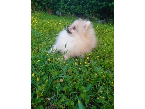 Antalya içi sahiplendirme pomeranian boo