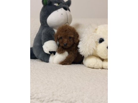 Mini toy poodle kore kan