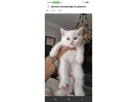 British shorthair bebekler 45 günlük