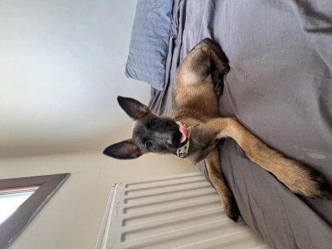 2 aylık safkan malinois