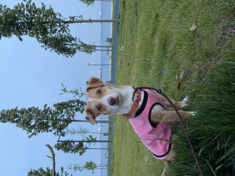 Terrier kızıma ömürlük yuva arıyorum