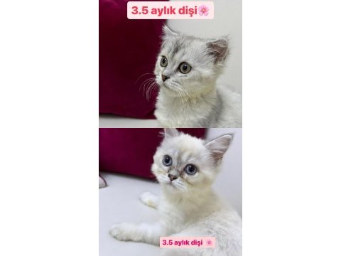 Son kalan 2 kız kardeş kedilerimiz