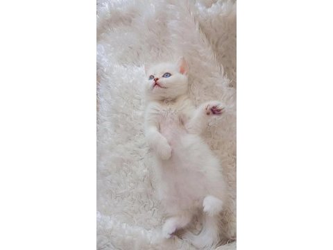 3 aylık british shorthair yavru ömürlük ailesini arıyor