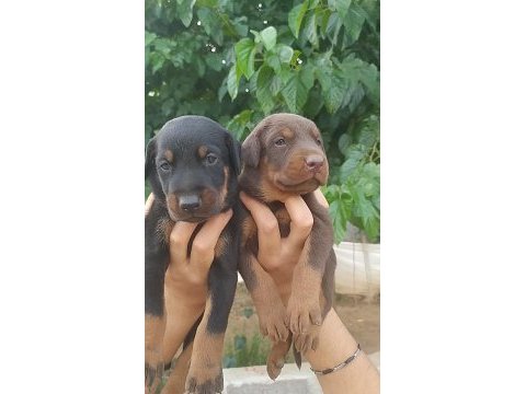 A kalite doberman yavrular