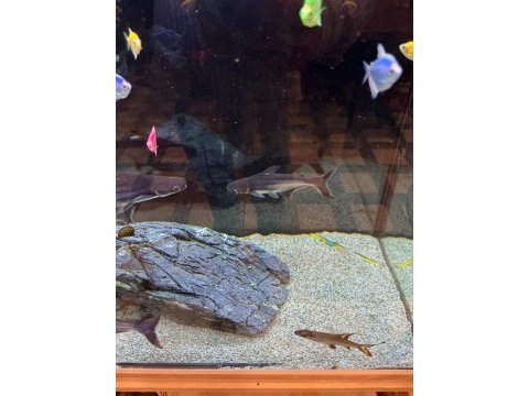 Pengasus köpek balığı 15 20 cm