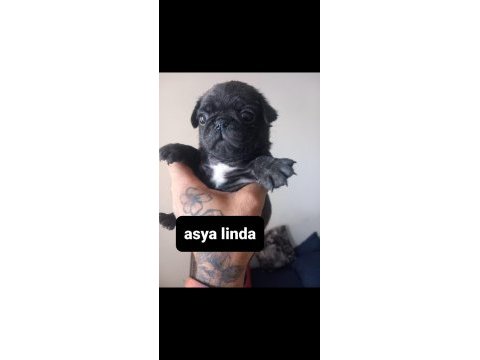 Pug mops bebekler