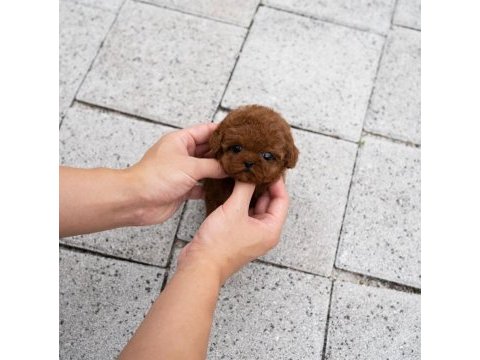 Şecereli toy poodle yavrular ruhsatlı üretim çiftliği