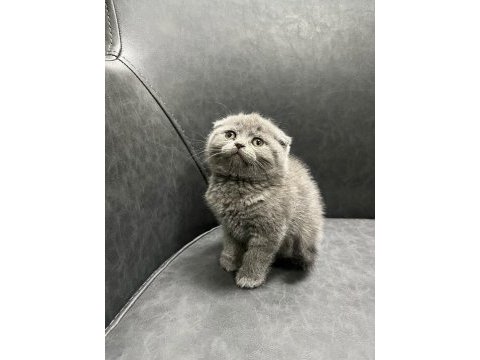 Şımarık british shorthair kızlarım