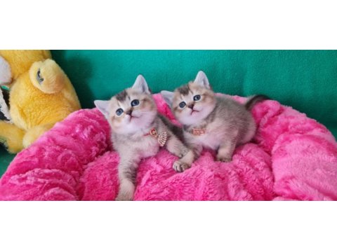 Golden british shorthair yavrularımız hazır