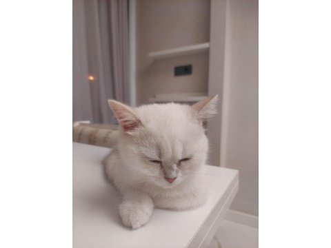 Oyun delisi british shorthair fehmican
