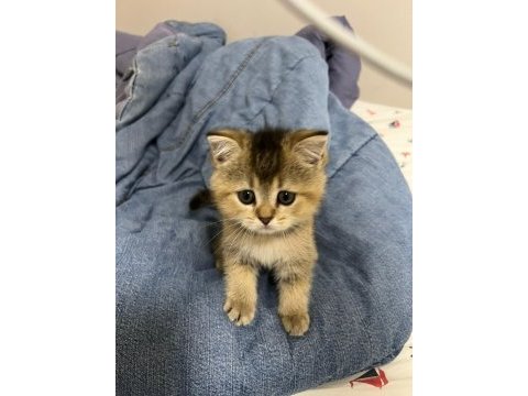 Orjinal british shorthair