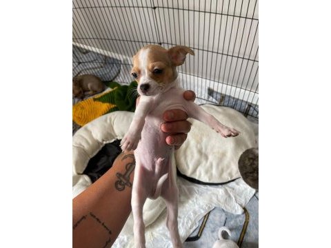 Safkan chihuahua yavrularımız