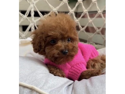 Toypoodle yavrularımız 
