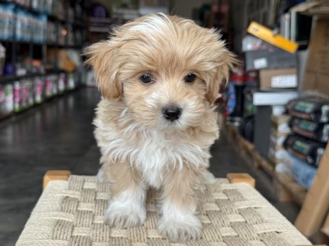Petmode köpek çiftliğinden tea cup maltipoo yavrular