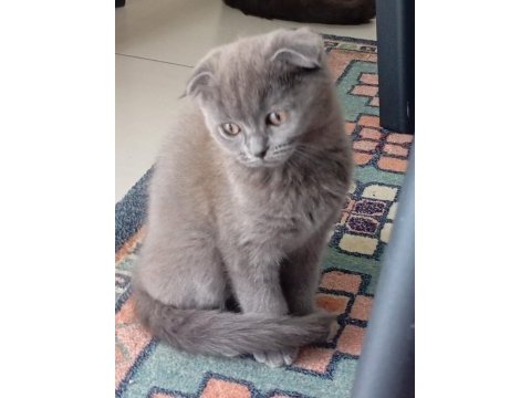 Scottish fold kedisi