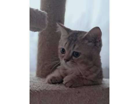 British shorthair black tabby