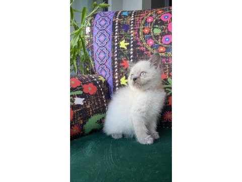 Daha iyisi yok mavi gözlü yavru kedim
