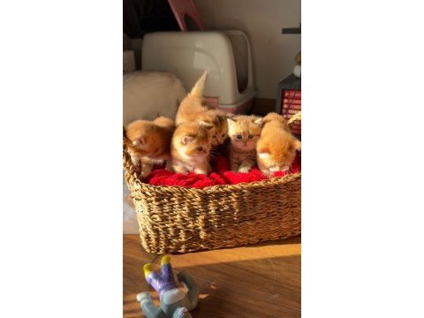 Golden british shorthair yavrular