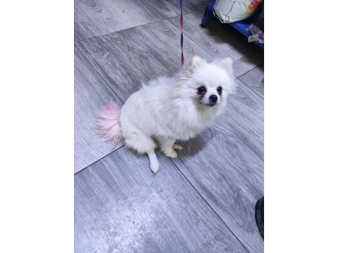 Antalya dan sağlıklı yavru köpekler iş yerinden teslim