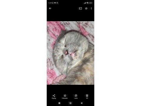 Scottish fold dişi kedimiz