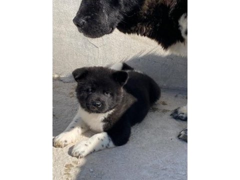 Akita yavru köpeğimiz