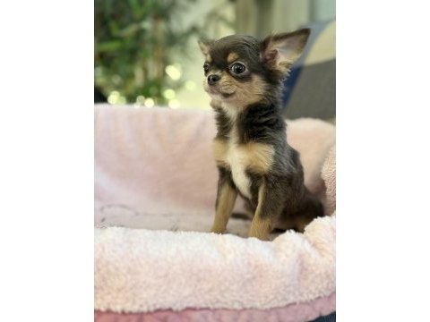 Blue tan (gri kahve) chihuahua