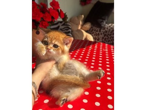 Safkan british shorthair golden erkek yavru