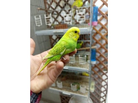 Yavru muhabbet kuşu