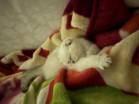 Scottish fold sivas merkez sadece