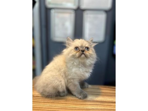 Sevecen scottish fold kediler