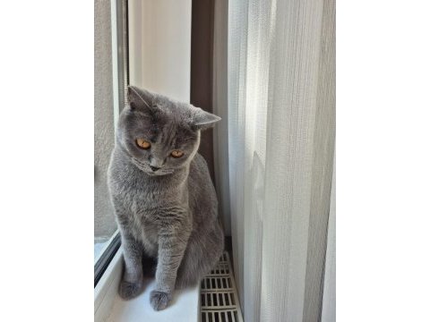 Alerji sebebi ile ücretsiz ankara içi kedimiz