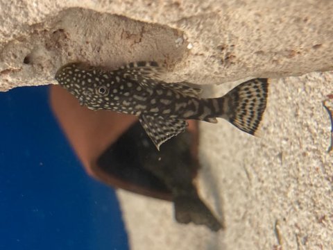 5-7 cm damızlık altı leopar vatoz