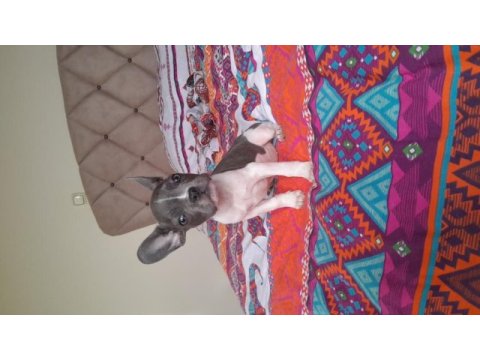Hayatınıza sevgi katın french bulldog