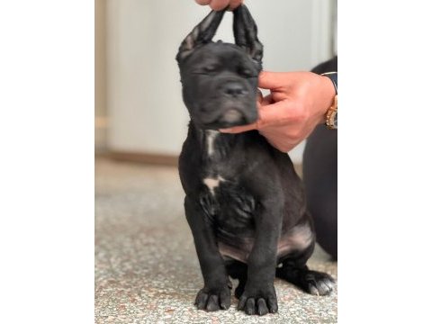 Safkan cane corso dişi erkek yavrularımız