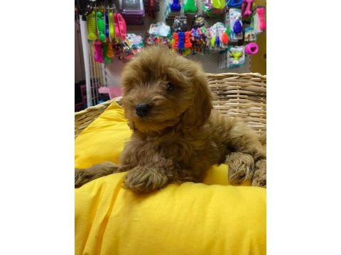 İstanbul köpek çiftliği gerçek cockapoo yavrular