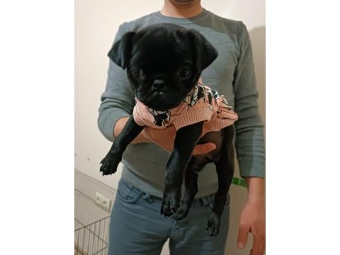 Siyah 45 günlük dişi pug