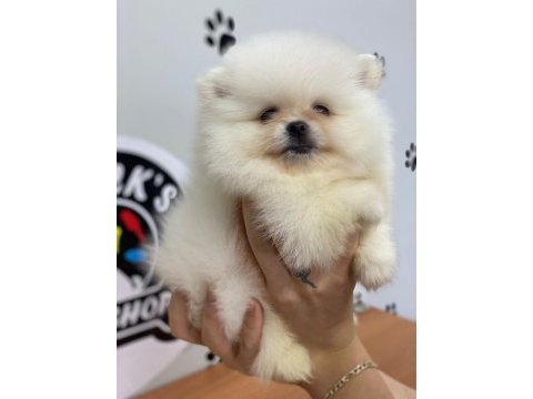 2 kilo bile olmayan bir mucize ayı surat teacup pomeranian