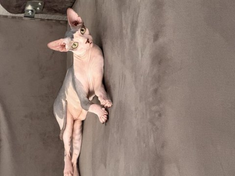 Dişi sfenks orjinal tüysüz yavru