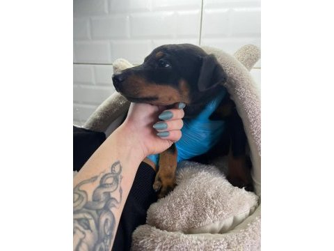 Enerjik ve hırslı doberman yavrularım