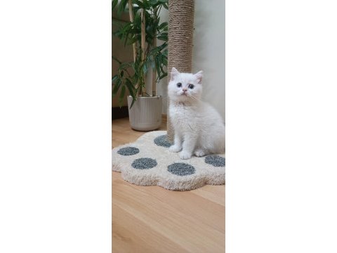 Full şecereli anne babadan safkan erkek kedimiz