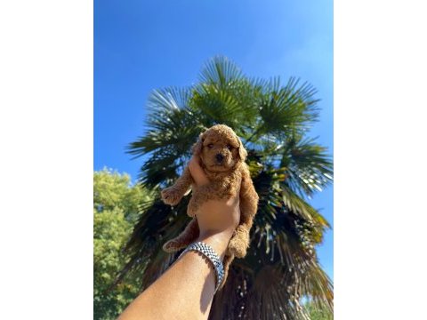 Red brown toy poodle yavrumuz yeni yuvasına hazır