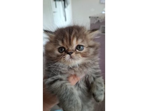 Süper british longhair bebekler