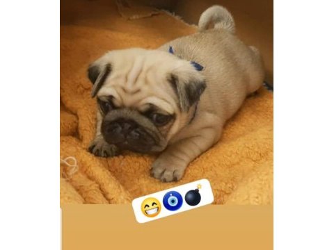 Muhteşem safkan pug yavruları