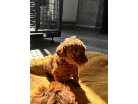 Kore red-brown toy poodle yavrularımız