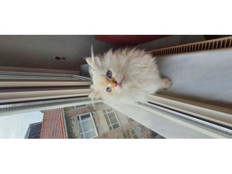 Minnoş scottish fold longhair golden safkan yavru