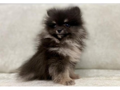 Mini black & tan pomeranian